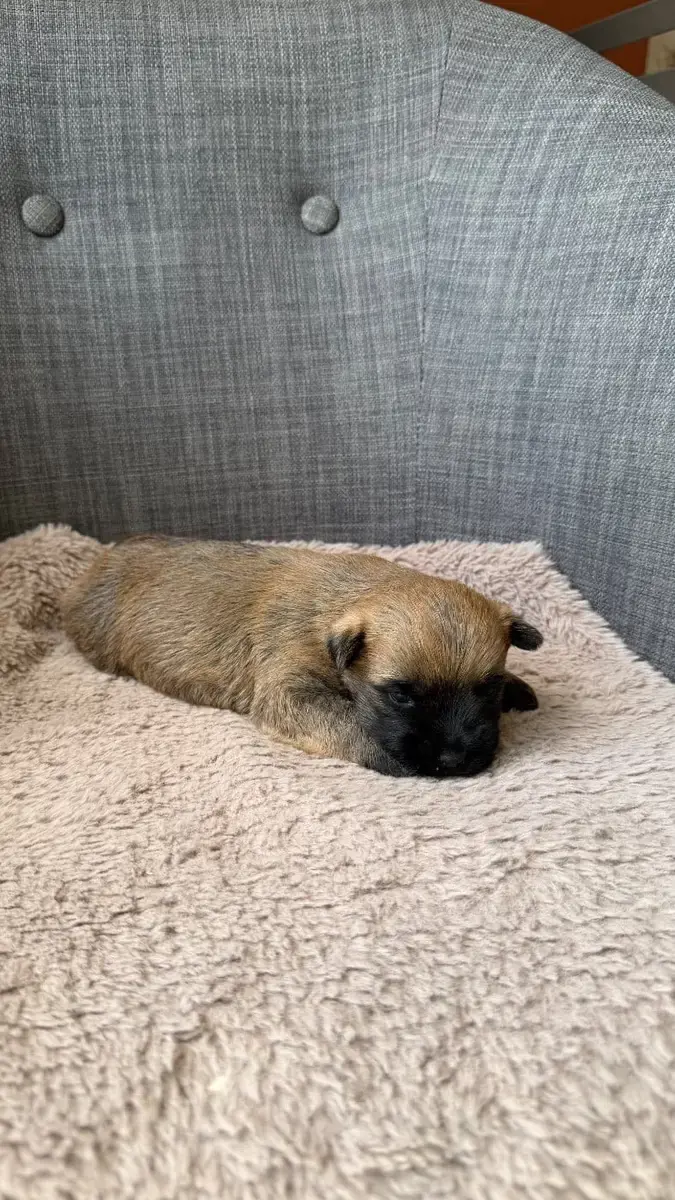 Cairn Terrier  Chiot 3 Du Banc Des Hermelles