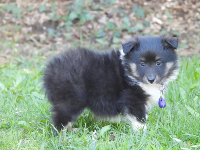 Shetland Sheepdog  Chiot N°3 Du Sapin Vert