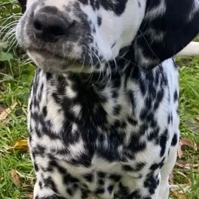 Chiots Dalmatien Lof