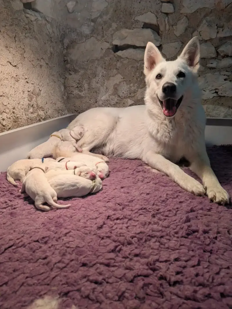 Berger Blanc Suisse