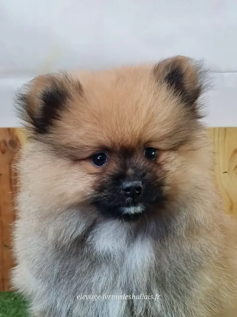 Spitz Allemand  Bounty Du Mont De La Chenaie