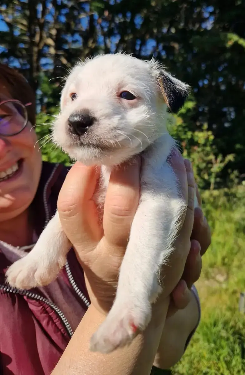 Parson Russell Terrier  B'Kymaya De La Tribu De Kitch 6b55f