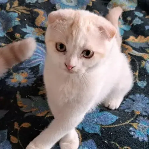 Alaska Scottish Fold