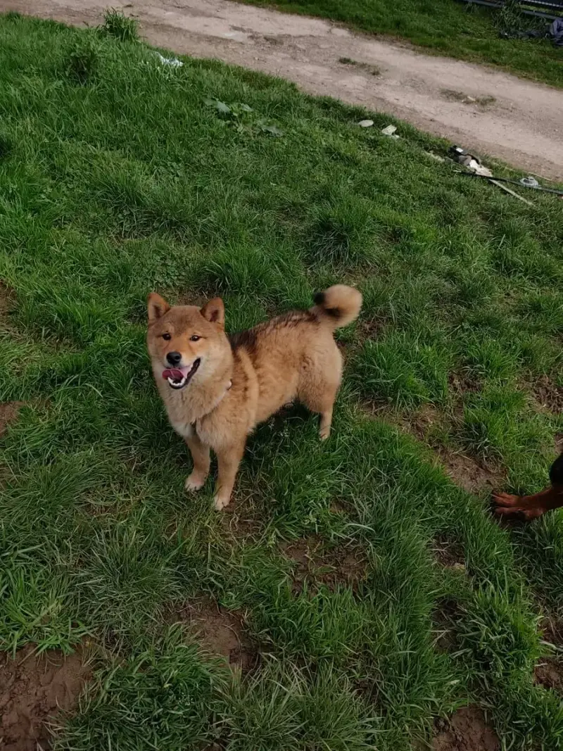 Shiba  Aika Du Domaine Menez Niji