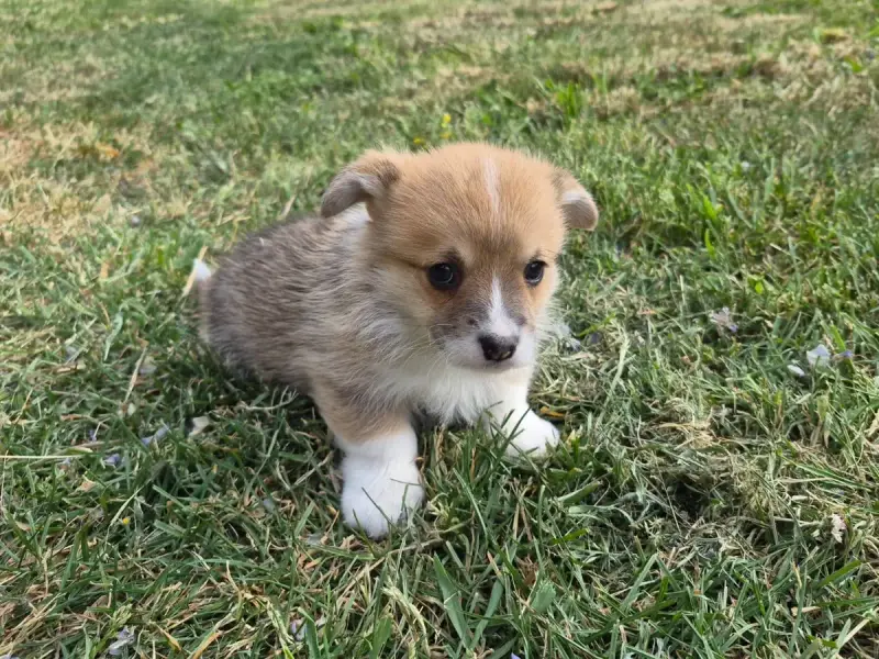 Welsh Corgi Pembroke  B... De Paline