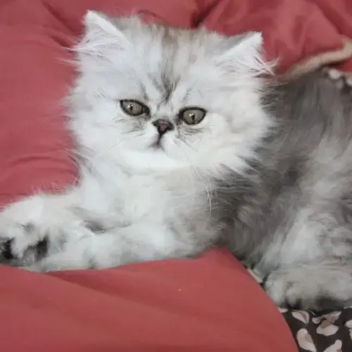 Chatons Persan Loof