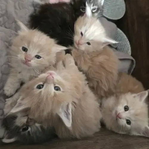 5 Maine Coon Loof Entier(E)S Xl