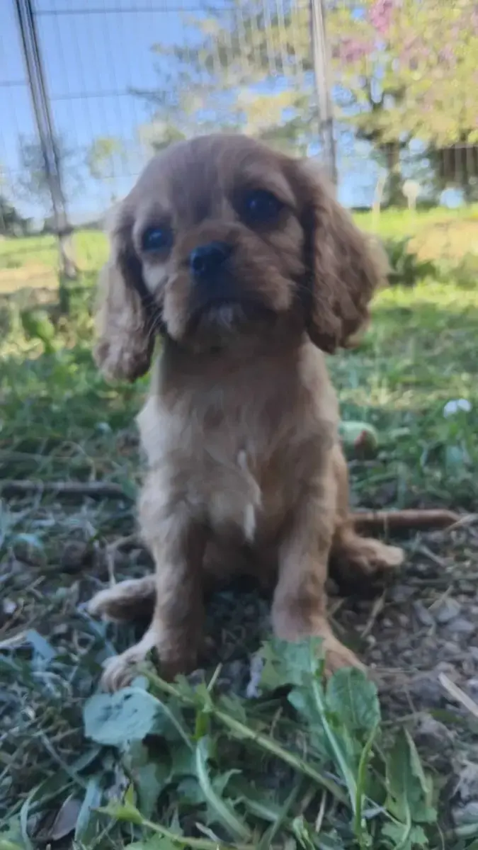 Cavalier King Charles Spaniel  Brillante Adara De La  0b18a