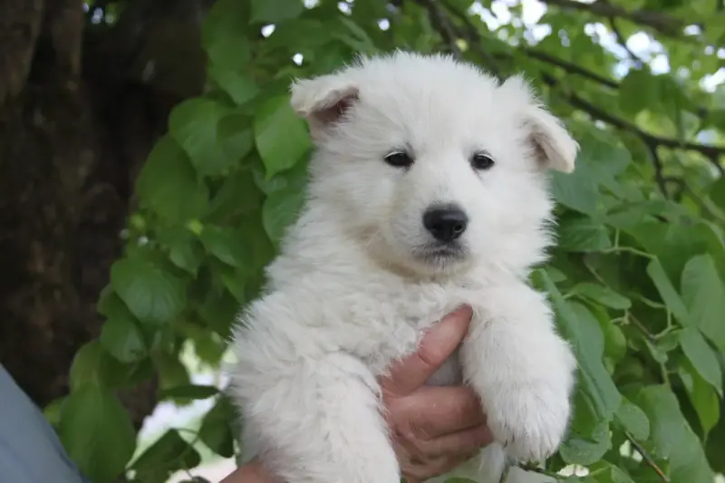 Berger Blanc Suisse  Collier Noir Du Domaine De Nox'W efe24