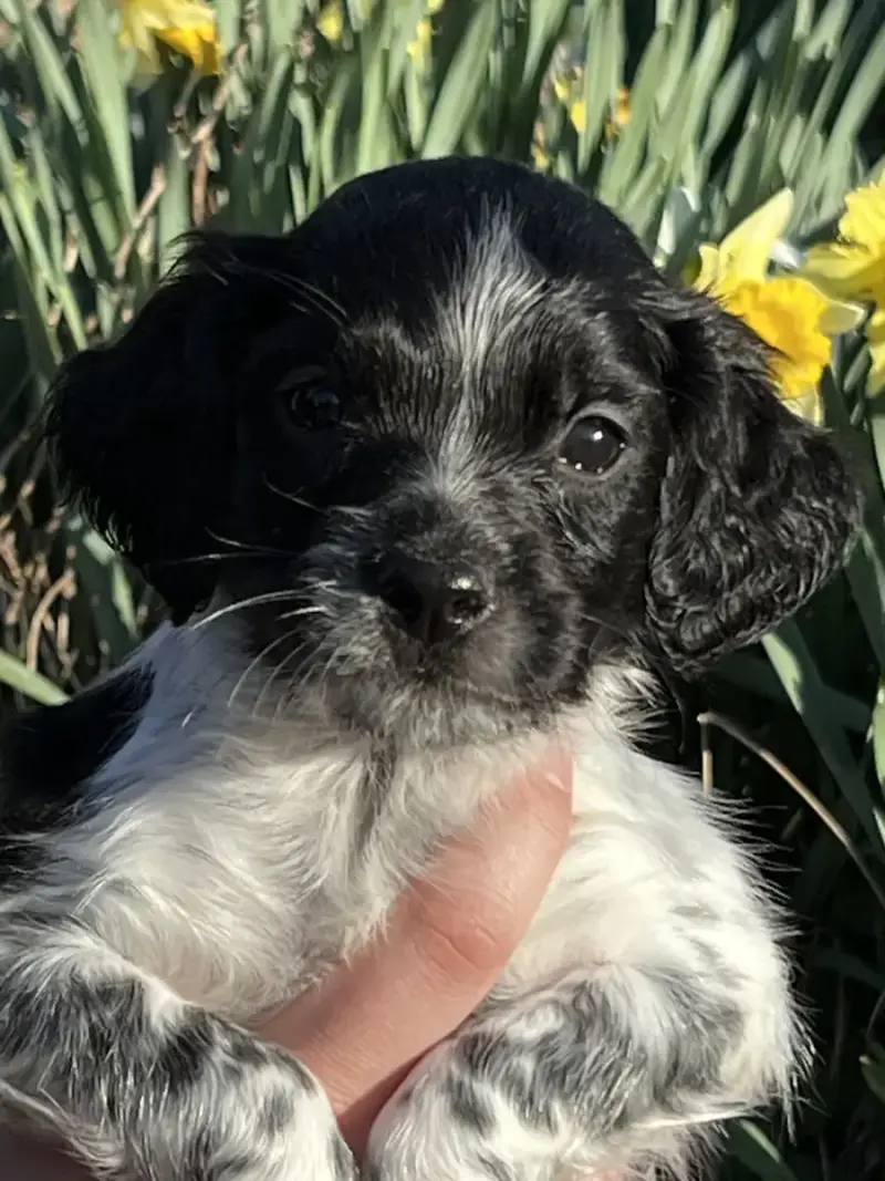 Epagneul Breton  Black De Torlhak