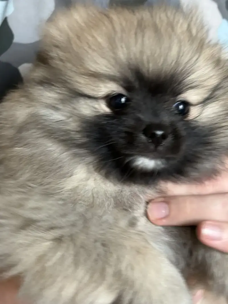 Spitz Allemand  Barbotine Vom Lumaland