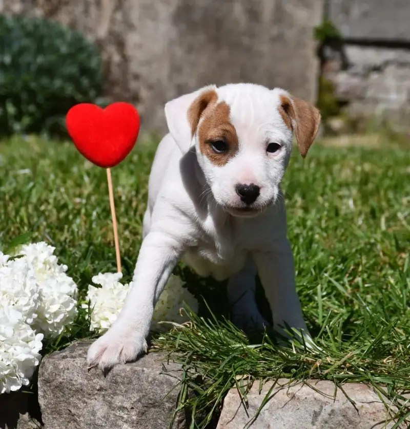 Parson Russell Terrier