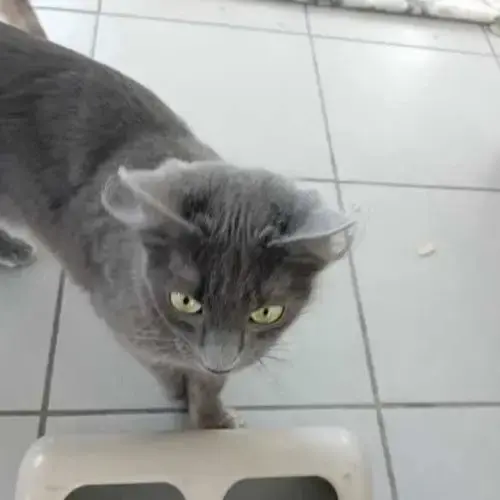 Chat Bichette