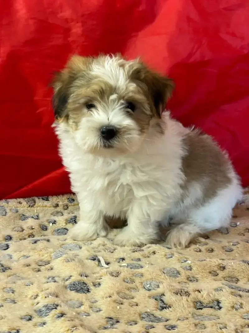 Coton De Tulear  Bilibo Du Hameau De Roxane