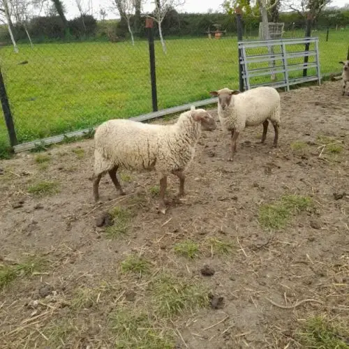 Vends 2 Moutons Agnelles