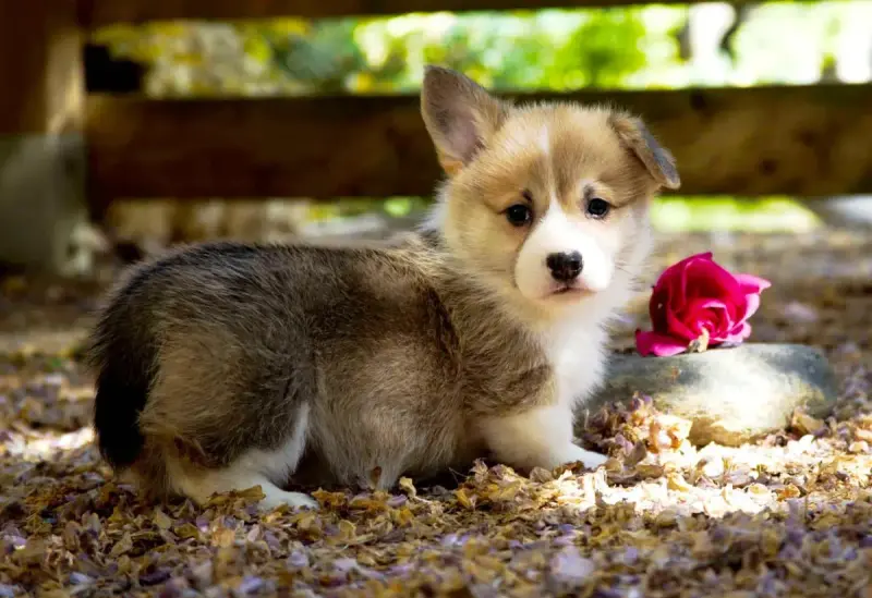 Welsh Corgi Pembroke  Chiot N°1 Des Jardins De Becky e7efd