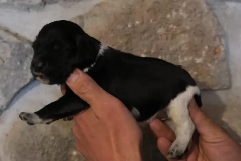 Epagneul Breton  Chiot 3 Des Terres Aniciennes
