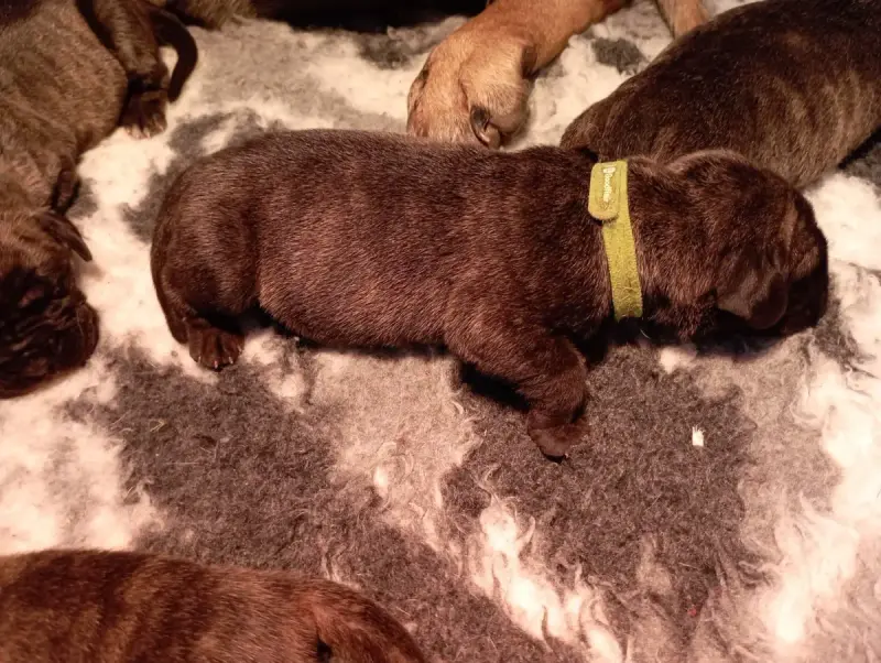 Dogo Canario  Chiot 5 Du Lor'Molosses