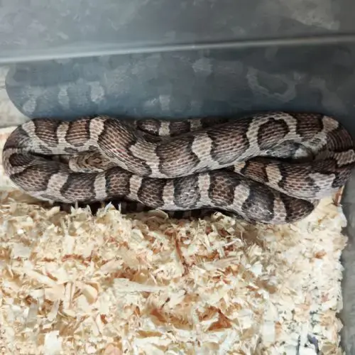 Pantherophis Sp