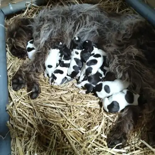 Chiot Griffon Korthals