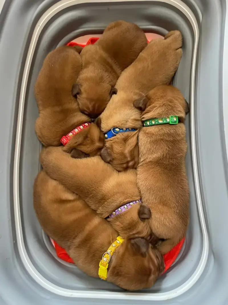 Dogue De Bordeaux  Jaune Des Sources Precieuses
