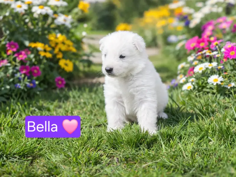 Berger Blanc Suisse  Bella Des Hauts De Menaurupt