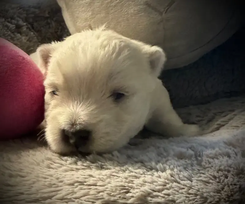 West Highland White Terrier  Chiot N°4 De La Douce So c8ab1