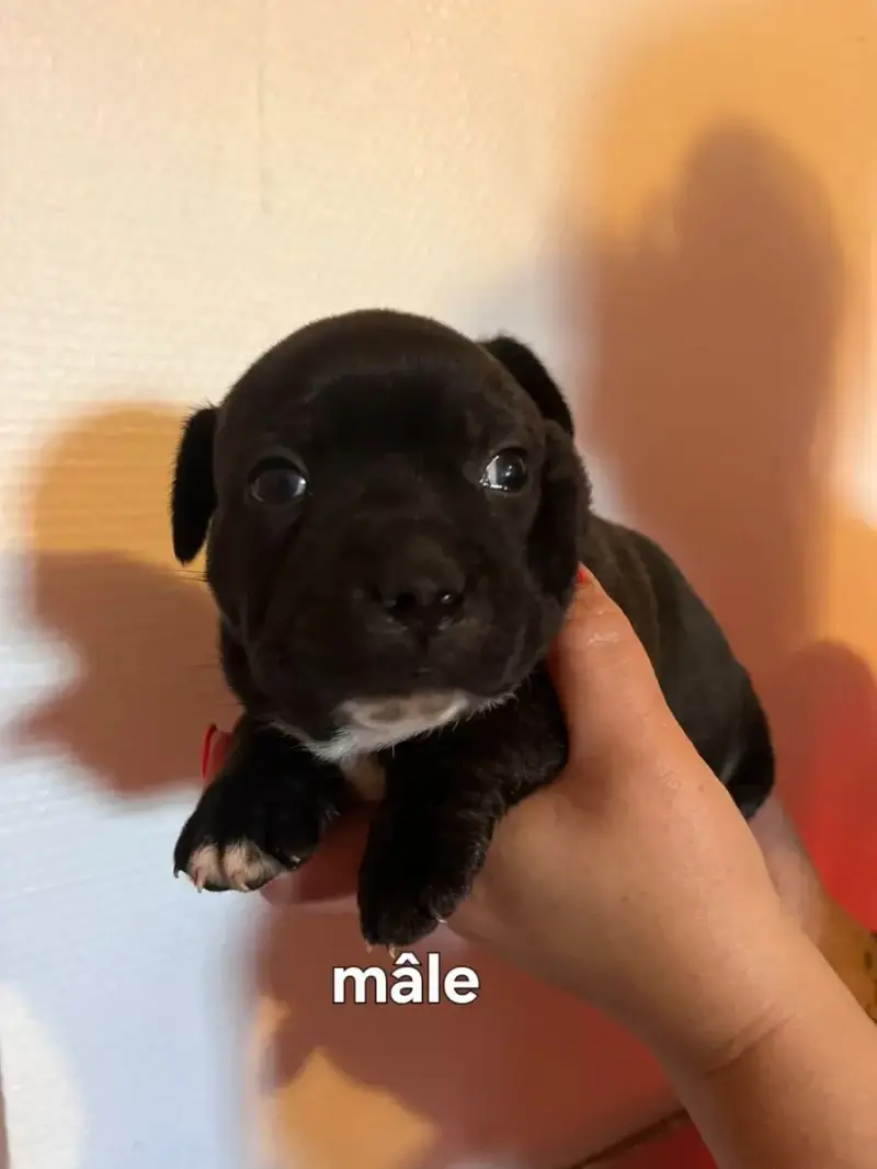 Staffordshire Bull Terrier  Chiot N°1