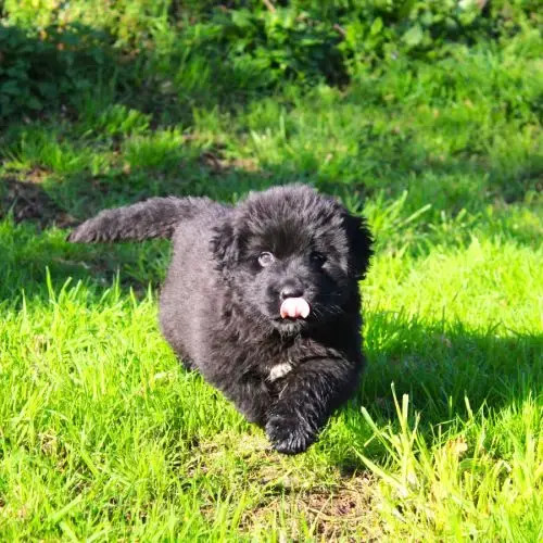 Chiot