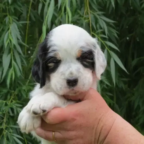 Chiot