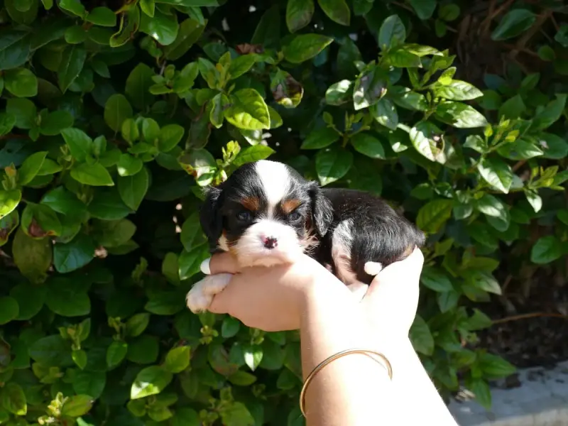 Cavalier King Charles Spaniel  Sans Collier Du Temps  e83d5