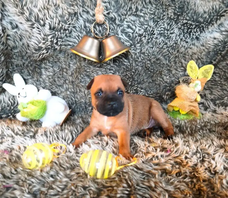 Staffordshire Bull Terrier  Chiot N°7 Of Secret'S Sou db3e9