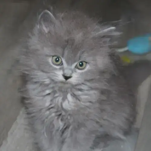 Chaton British Longhair À Réserver