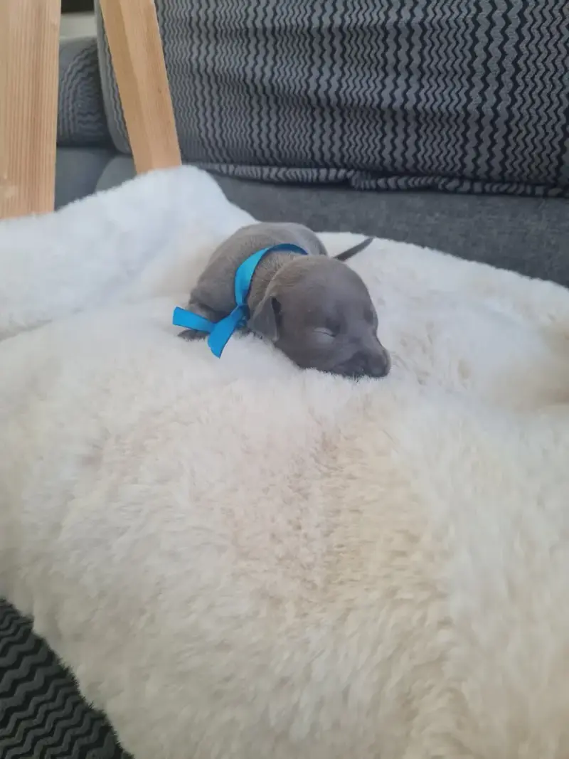 Petit Levrier Italien  Chiot N°1 De La Vallée De Venu f3dc9
