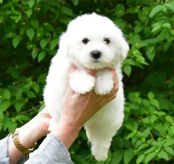 Coton De Tulear  Chiot N°3 De Dame Nature