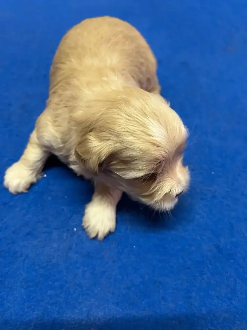 Bichon Havanais  Bonie Du Hameau De Roxane