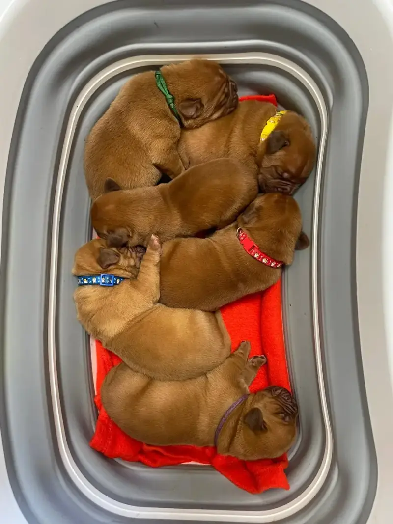 Dogue De Bordeaux  Rouge Des Sources Precieuses
