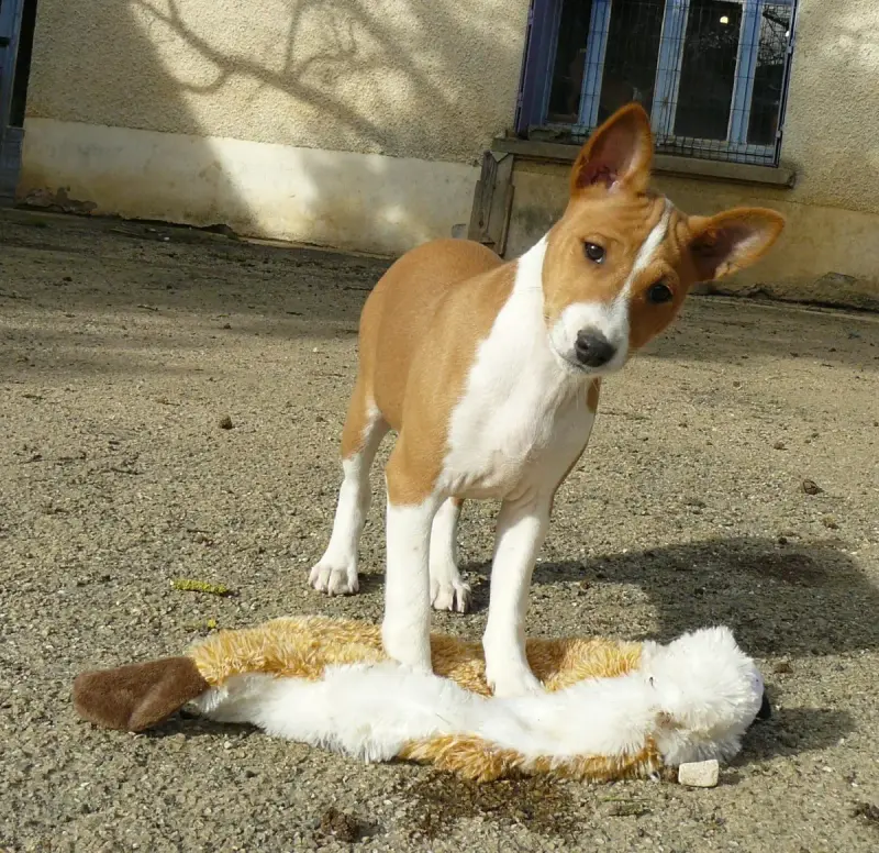 Basenji  Alaya Nevali Çori