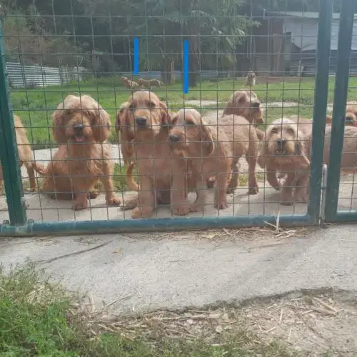 Chiots Basset Fauve De Bretagne Grandes Lignées