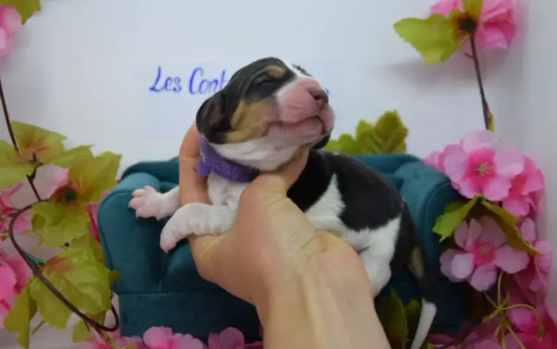 Basset Hound  Brownie Des Contrées Alpines