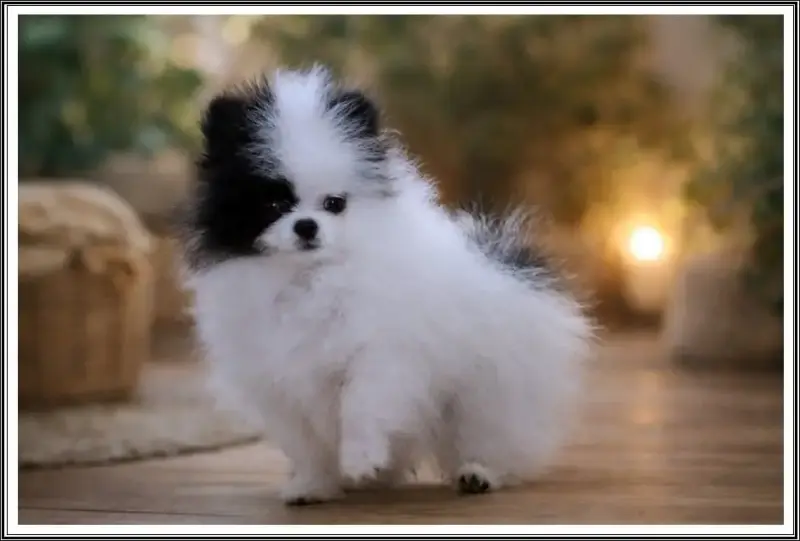 Spitz Allemand  A Little Princess Du Bois Des Amazone fad08