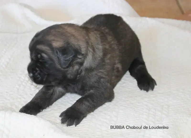Leonberger  Chiot N°1 De Loudenka