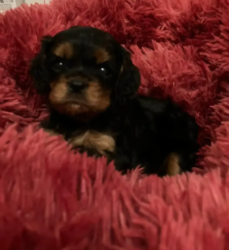 Cavalier King Charles Spaniel  Chiot N°3 Du Mont D'Am ce5e1