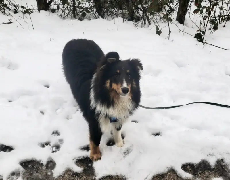 Shetland Sheepdog  Accio Of Chiprey'S Hamlet