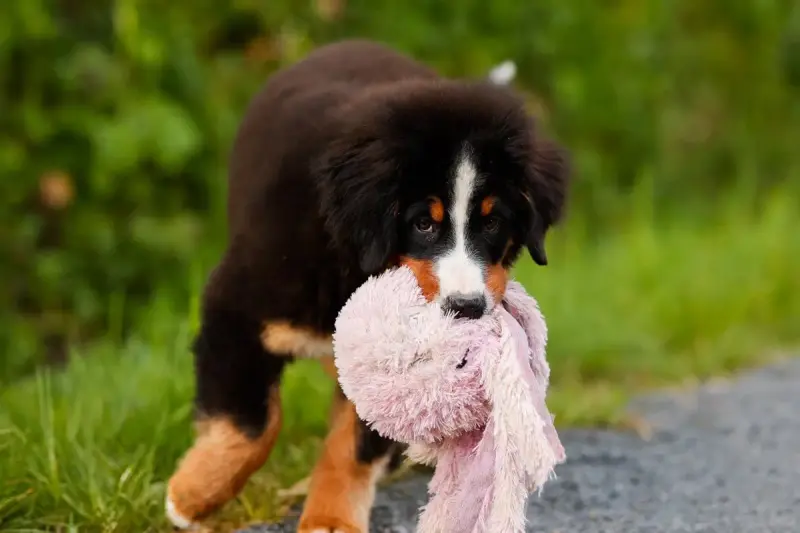 Bouvier Bernois  Alister -