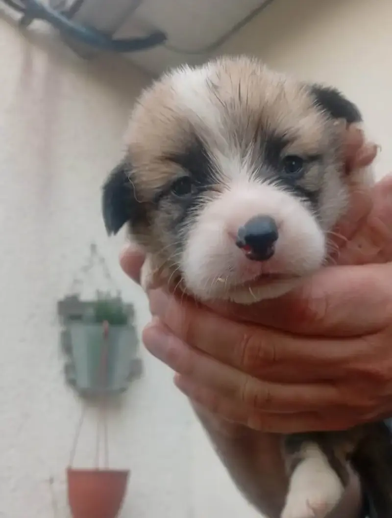 Welsh Corgi Pembroke  Chiot N°5 Du Regard De Bianca 2d8ba