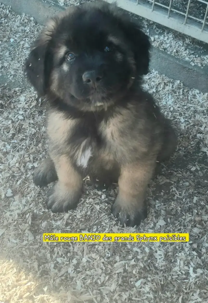 Leonberger  Chiot N°1 Grands Sphynx Paisibles