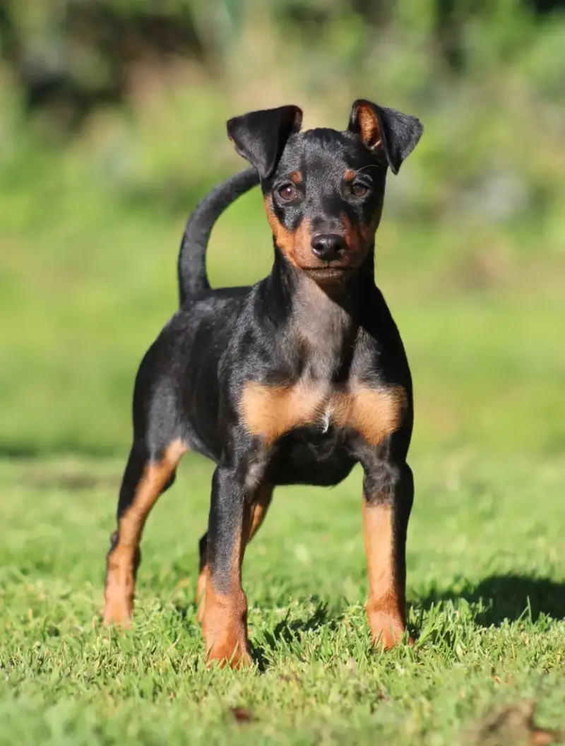Pinscher Nain  Aïko De La Plaine Bretonne