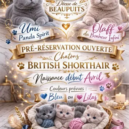 Chatons British Shorthair La Déesse Beaupuit