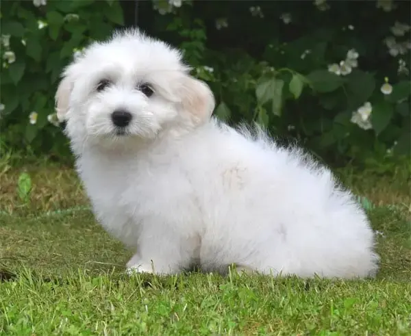 Coton De Tulear  Chiot N°4 De Dame Nature
